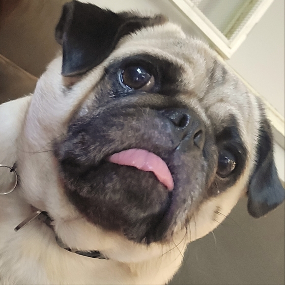Meet your Posher, Pudge The Pug - Picture 6 of 12